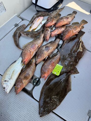 ヒラメの釣果