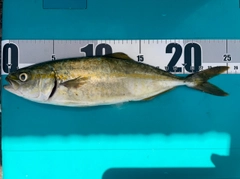 ショゴの釣果