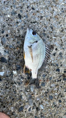 キビレの釣果