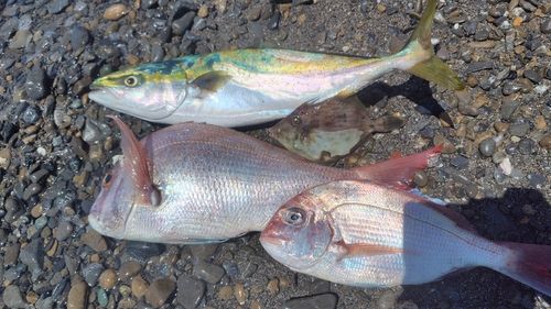 ハマチの釣果