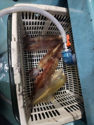 釣果