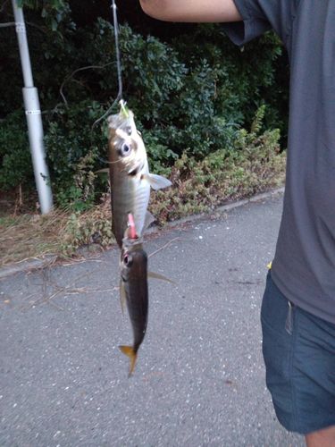 マアジの釣果