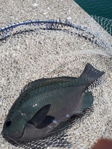 クチブトグレの釣果