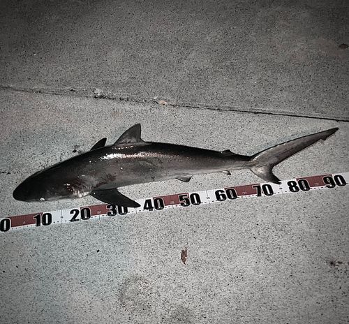 サメの釣果