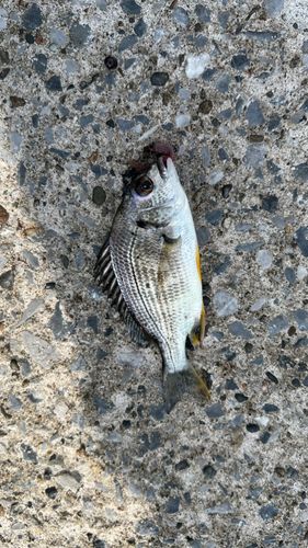 キビレの釣果