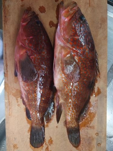 キジハタの釣果