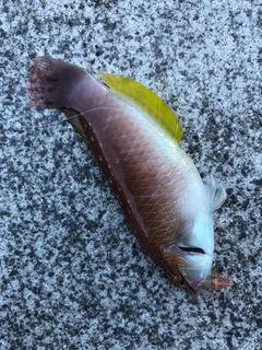 ベラの釣果