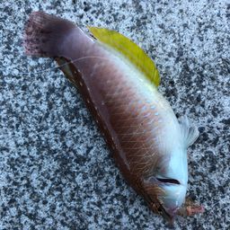 ベラ