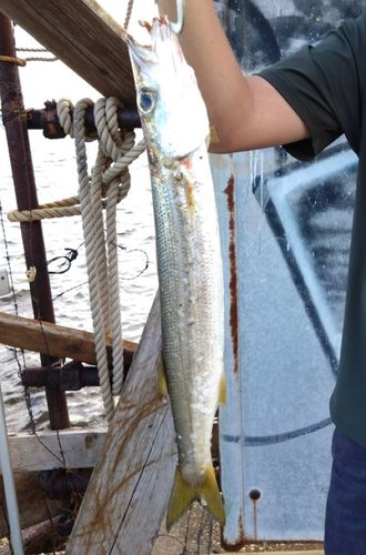 カマスの釣果
