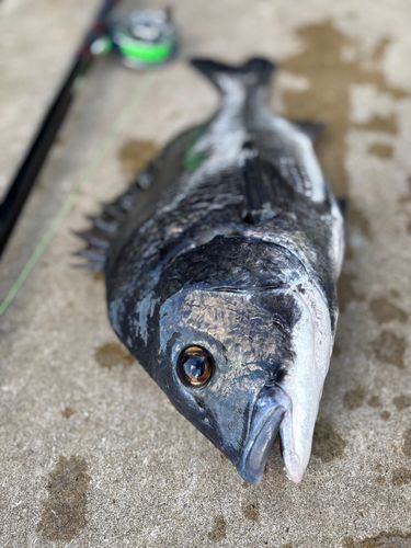 チヌの釣果