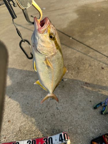 ネリゴの釣果