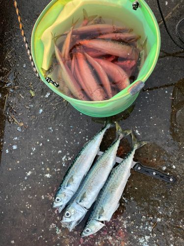 サバの釣果