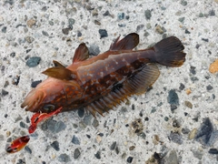アコウの釣果
