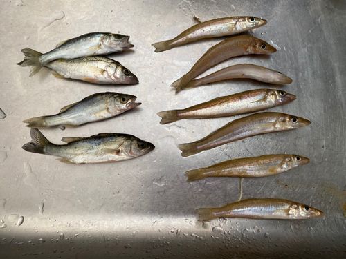 キスの釣果