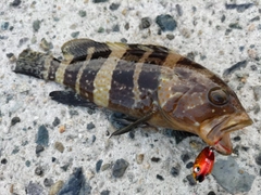 アオハタの釣果