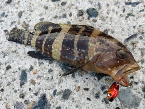アオハタの釣果