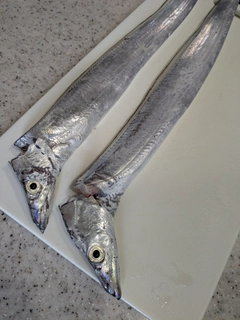 タチウオの釣果