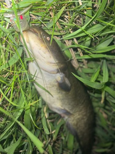 ナマズの釣果