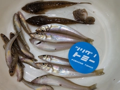 キスの釣果