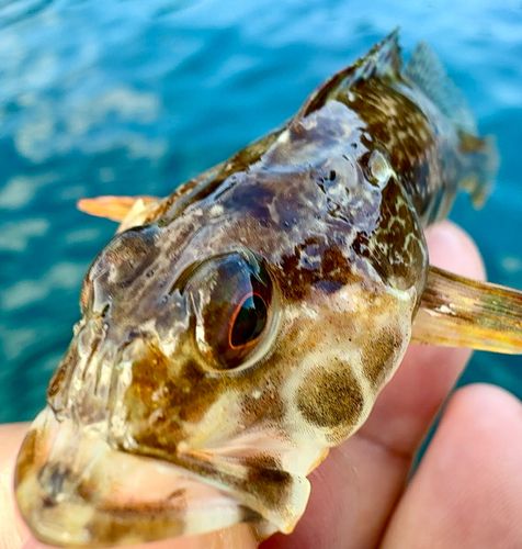 アサヒアナハゼの釣果