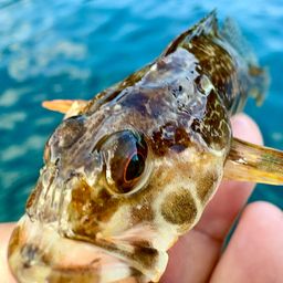 アサヒアナハゼ