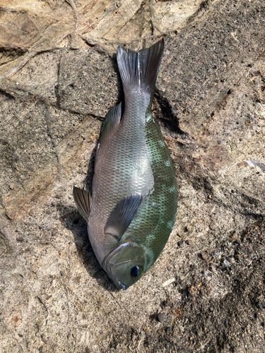 グレの釣果