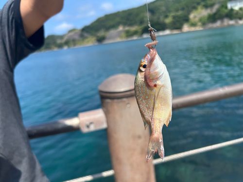 サンバソウの釣果