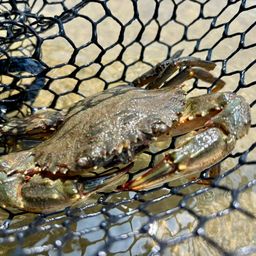 タイワンガザミ