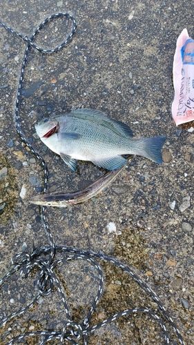 グレの釣果