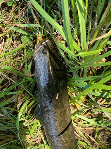 ライギョの釣果