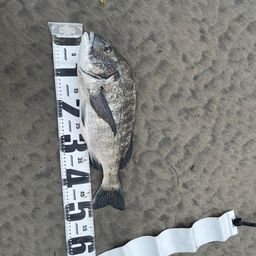 クロダイ