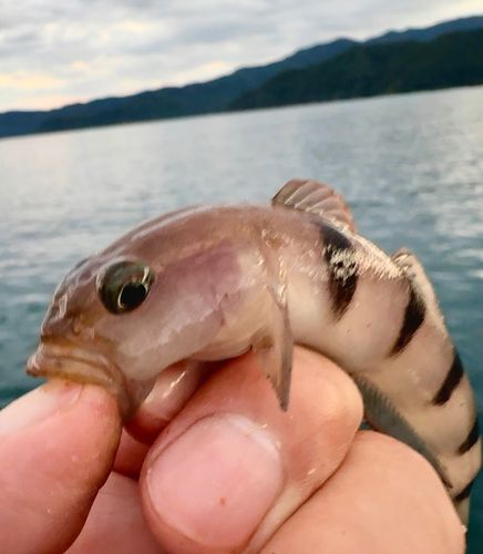 リュウグウハゼの釣果