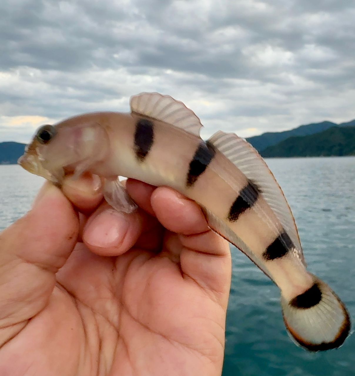 リュウグウハゼ