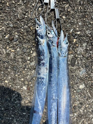 タチウオの釣果