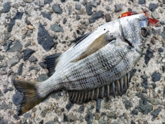 チヌの釣果