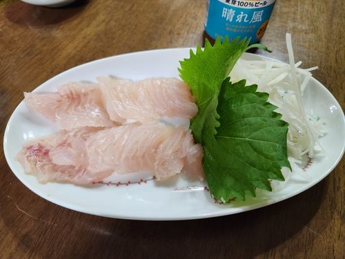 アコウの釣果