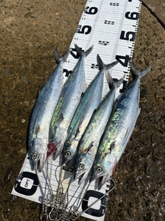 サゴシの釣果