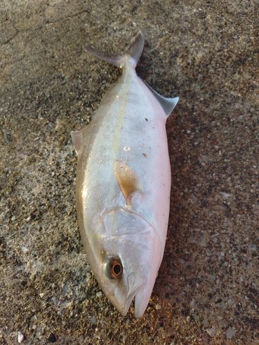 ショゴの釣果