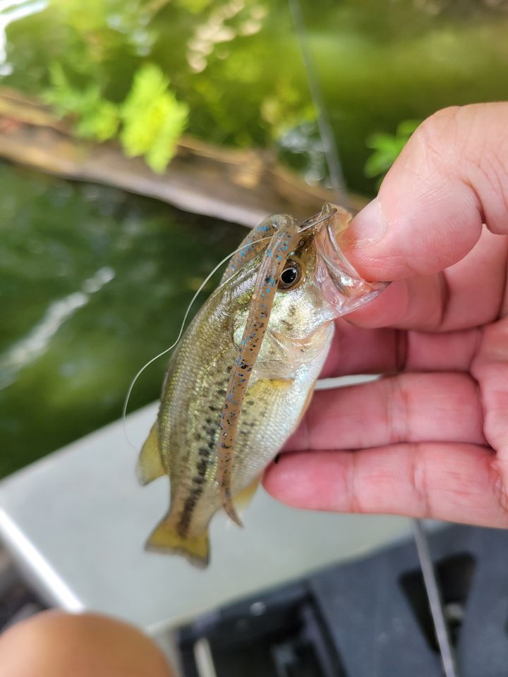 ラージマウスバス