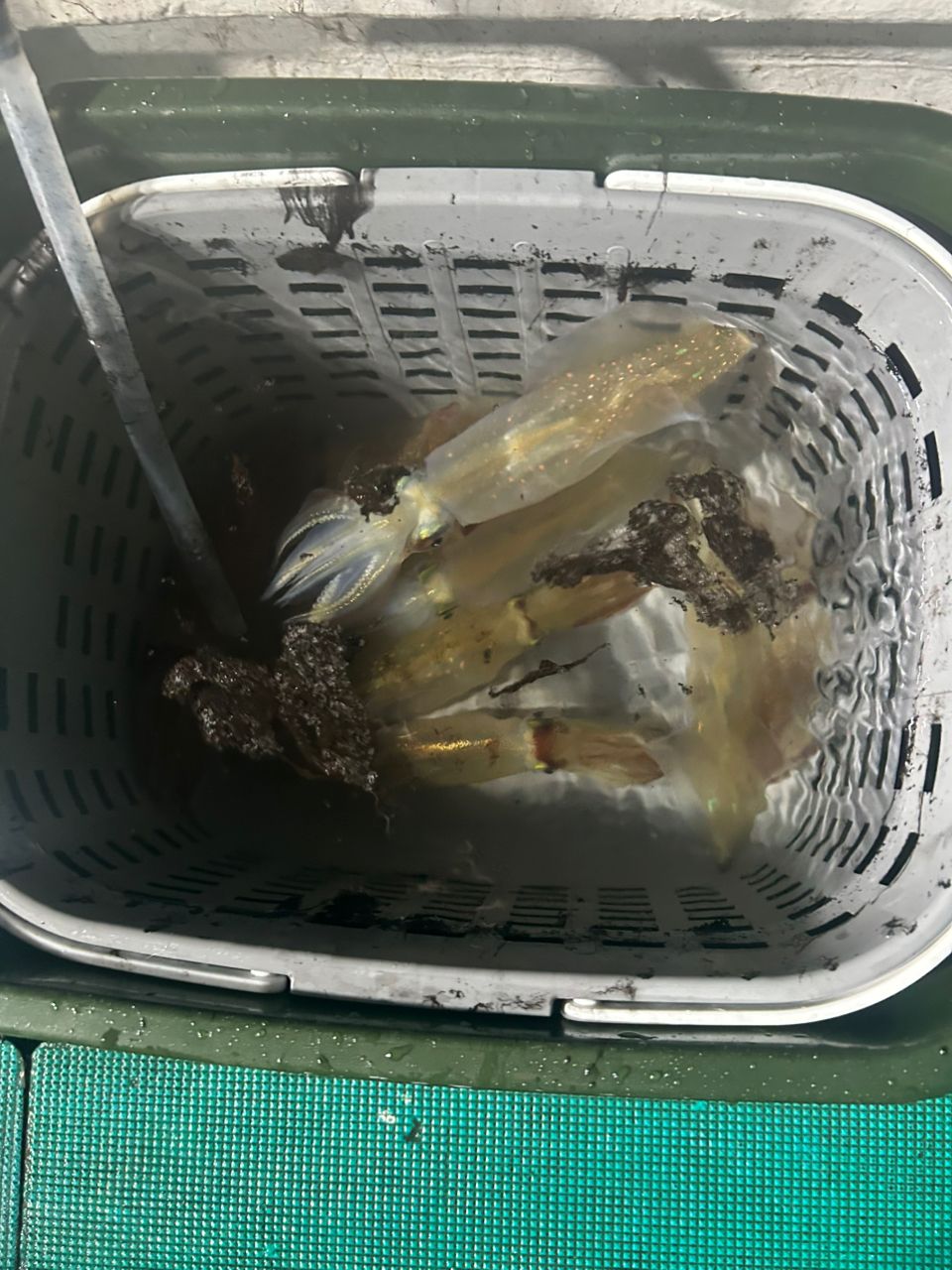 ケンサキイカ