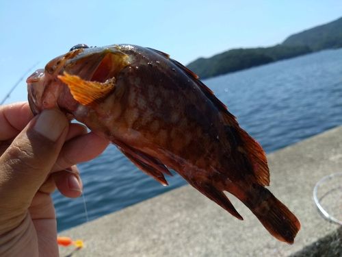 カサゴの釣果