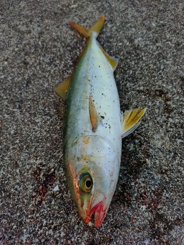 ワカシの釣果