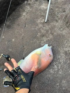 イラの釣果