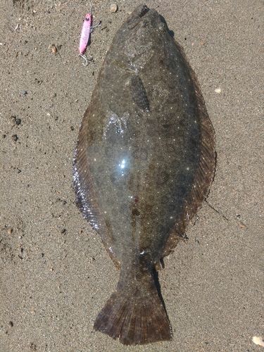 ヒラメの釣果