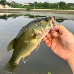 ブラックバス