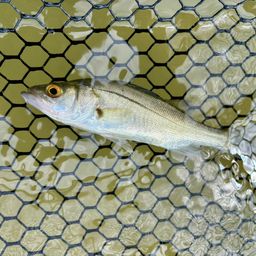 セイゴ（マルスズキ）