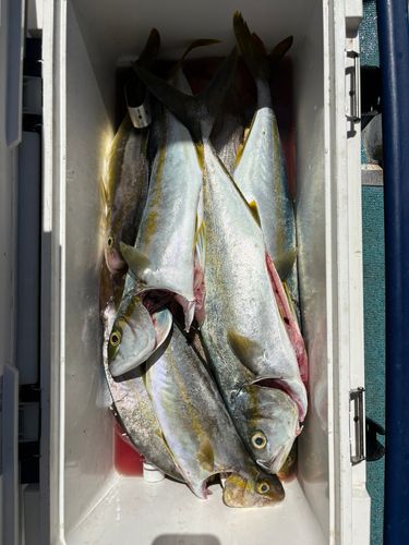 ヒラマサの釣果