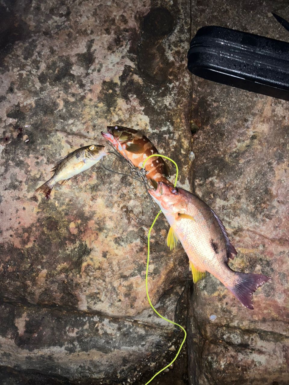 クロホシフエダイ