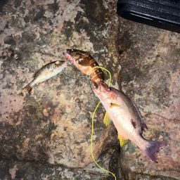 クロホシフエダイ