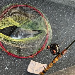クロダイ